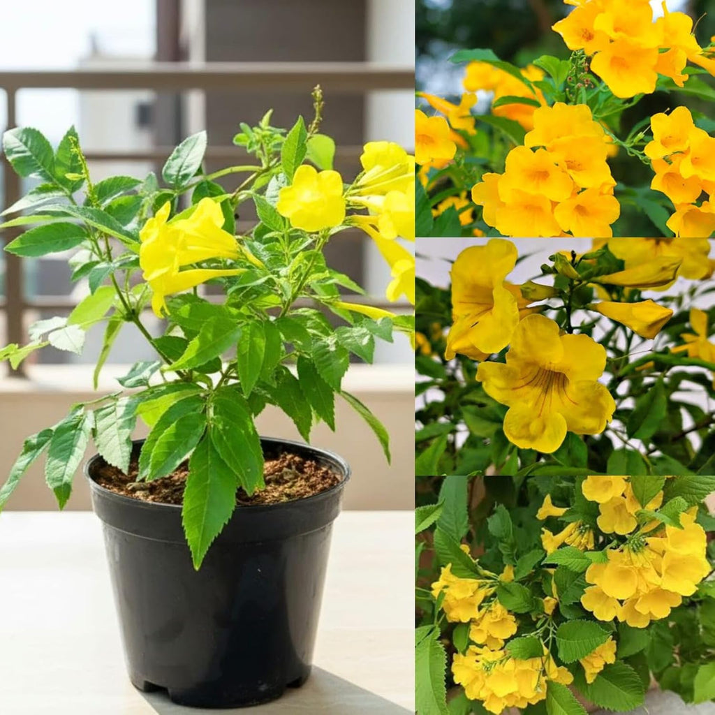 PlantExotic Tecoma Dwarf Yellow Flower Live Plant