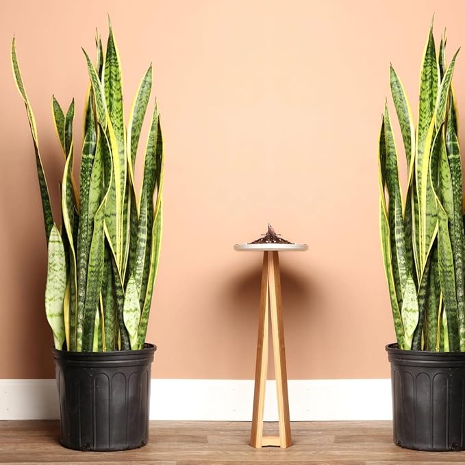 Example productExotic Indoor Plants Snake Plant, Live Indoor Houseplant with White and Green Variegated Leaves, Air Purifying, Low Maintenance, 25cm Height, Partial Shade, Well-draining Potting Mix