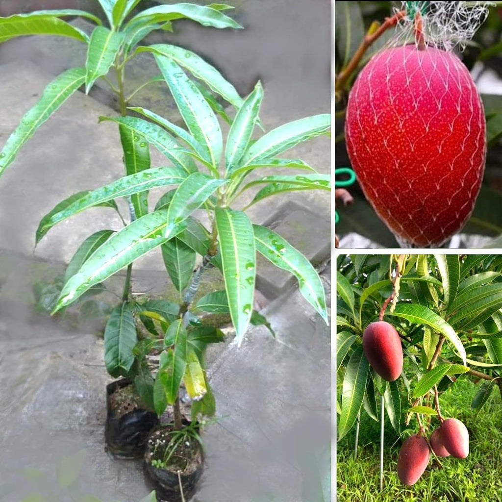 Japanese Miyazaki Mango Grafted