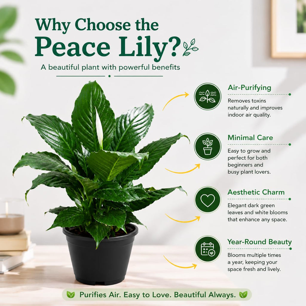 Peace Lily Combo (Pack of 1 Hybrid) Live Plant