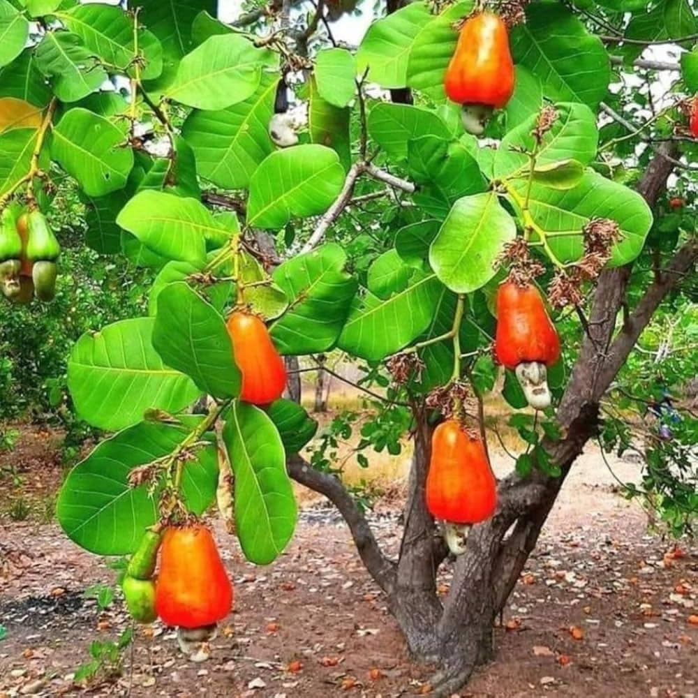 Cashew (Kaju) Grafted Plant