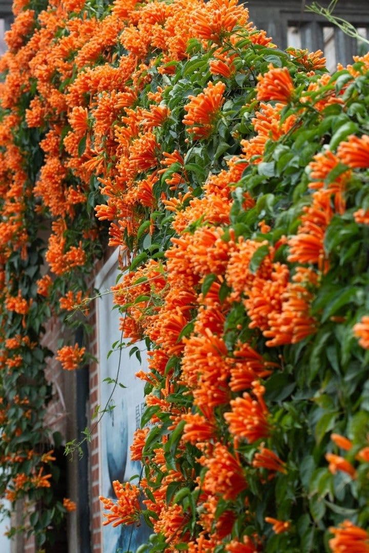 Flaming Trumpet Vine (Orange Bignonia Venusta healthy Live Plant)