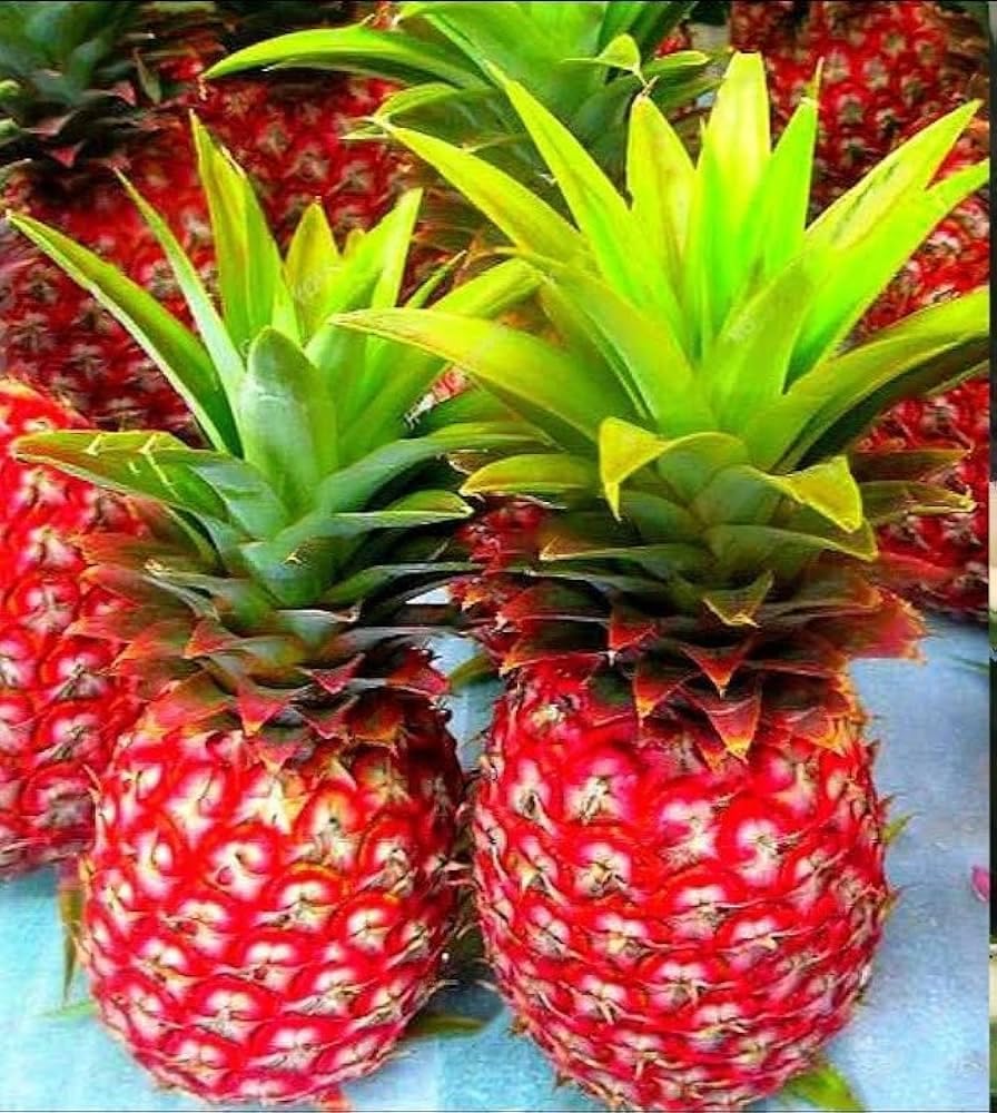PlantExotic Sweet & Juice Thai Red Pineapple Live Plant