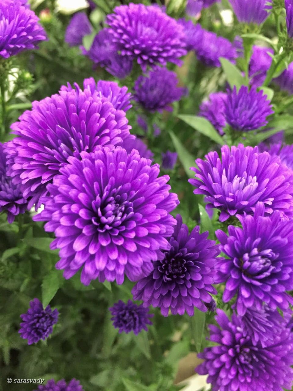 Snowball Chrysanthemum Purple (Hybrid)