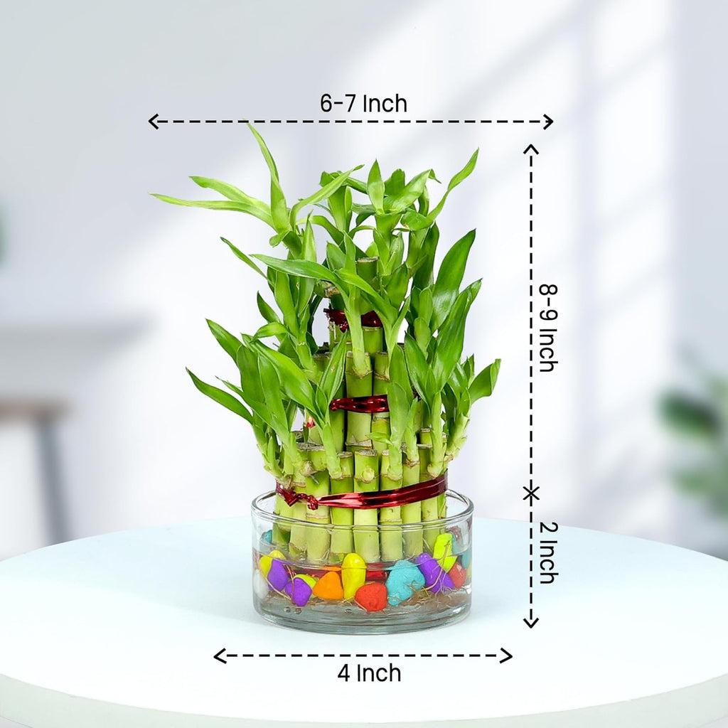 Lucky Bamboo 3 Layer Indoor Plant with Decorative Stones | Feng Shui Table Top Décor (20–25 cm)