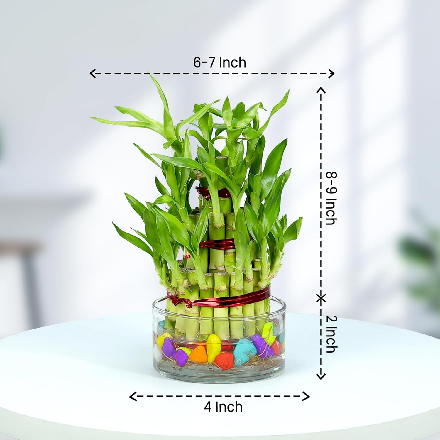 Lucky Bamboo 3 Layer Indoor Plant with Decorative Stones | Feng Shui Table Top Décor (20–25 cm)
