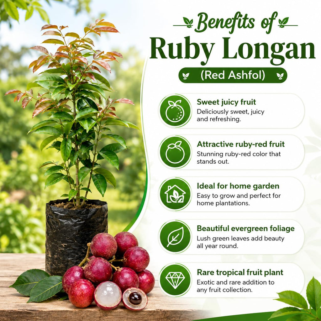 PlantExotic Sweet & Rare Thai Red Ruby Longan Grafted Live Plant