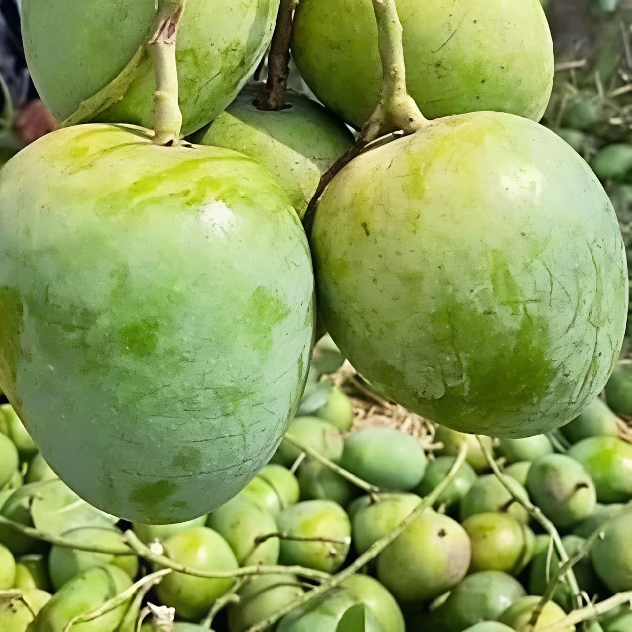 Gobinda Bhog Mango Grafted Plant