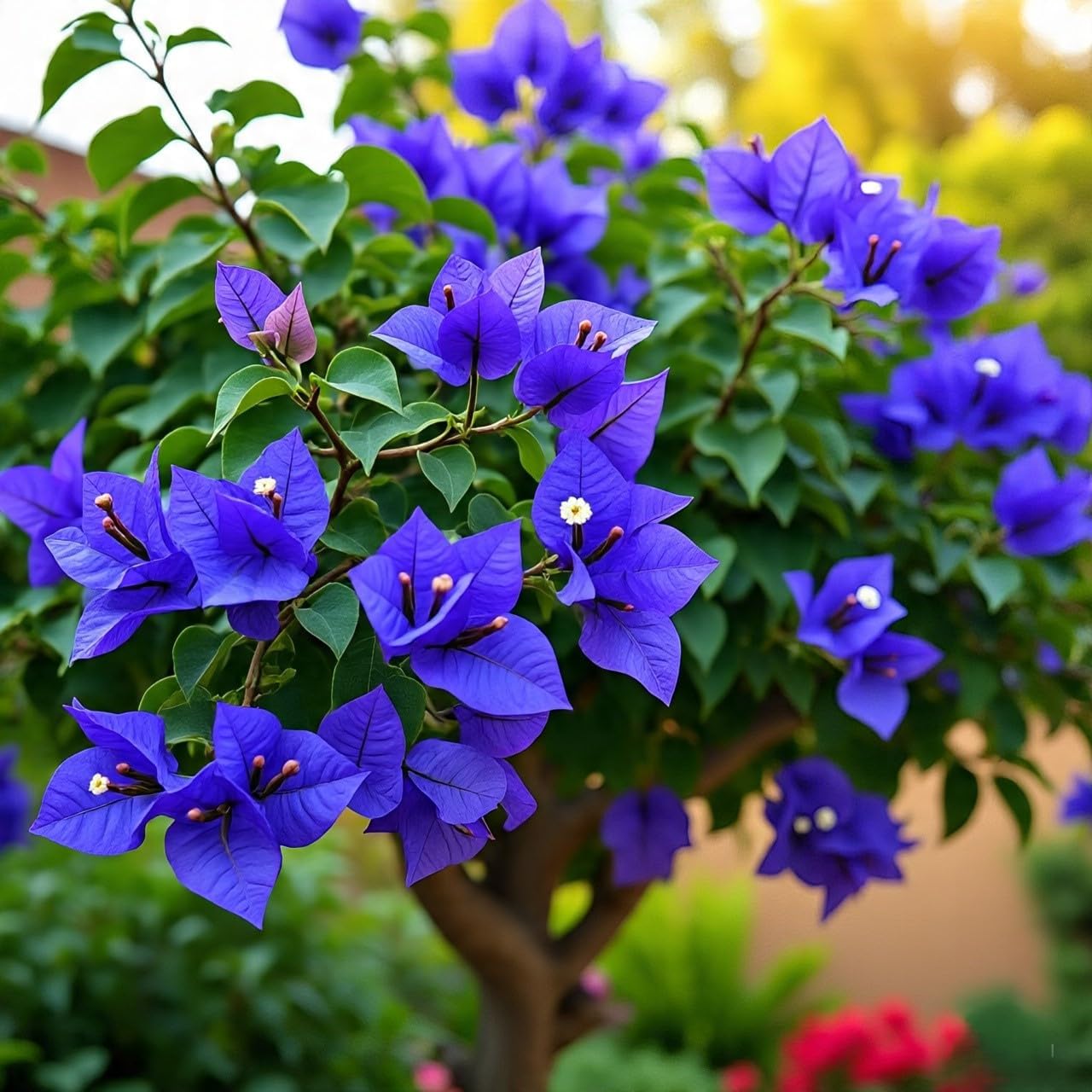 Bougainvillea Blue Flower Plant