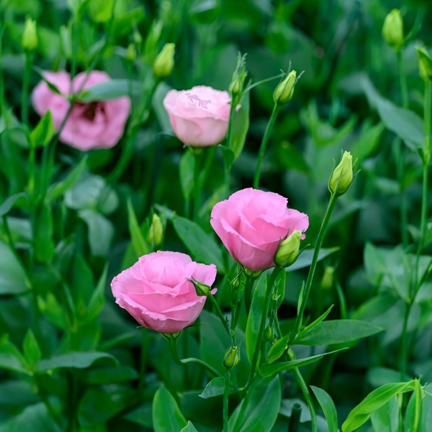 Multicolor Lisianthus Hybrid Flower Plant (Pack of 1)