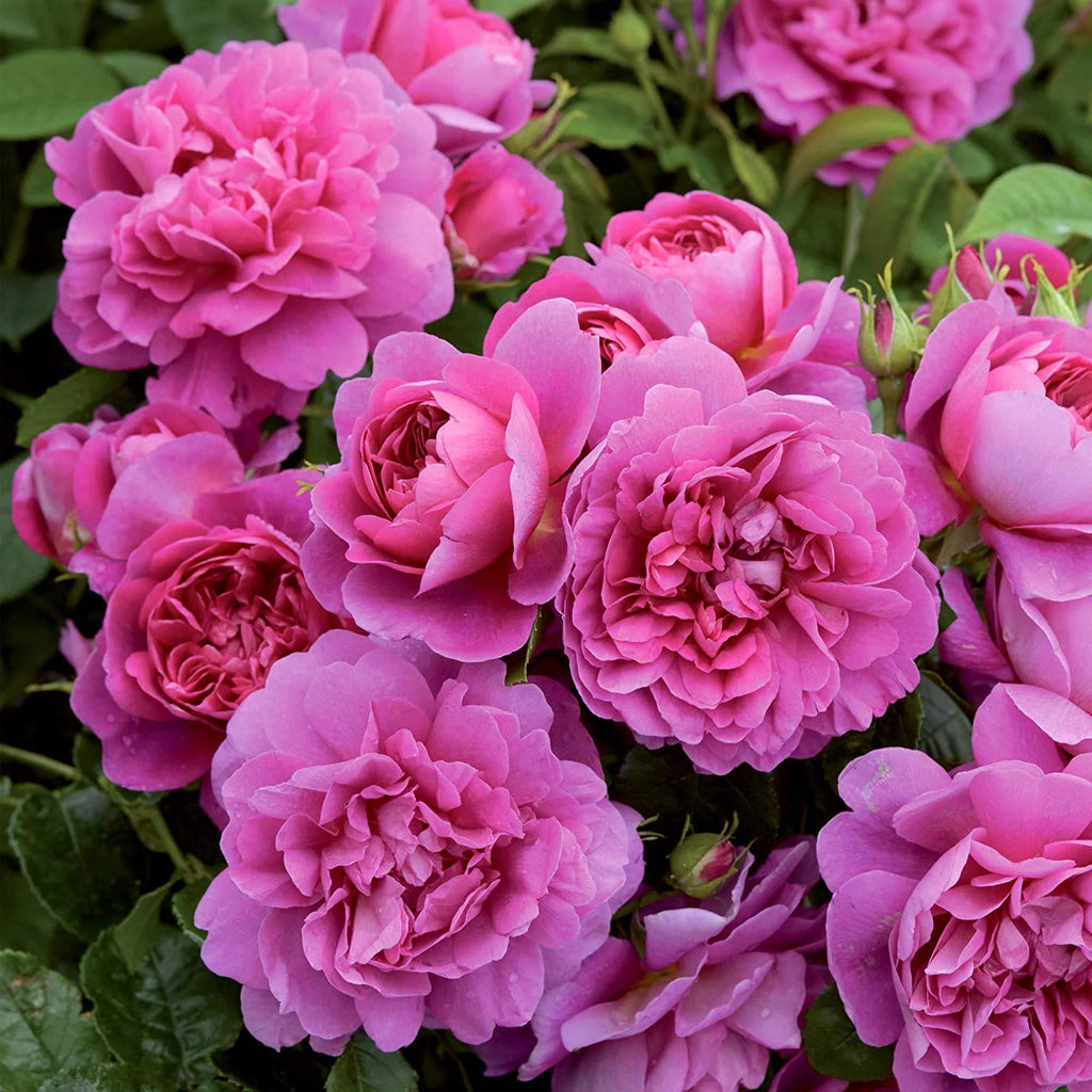 Climbing Rose Pink Live Plant