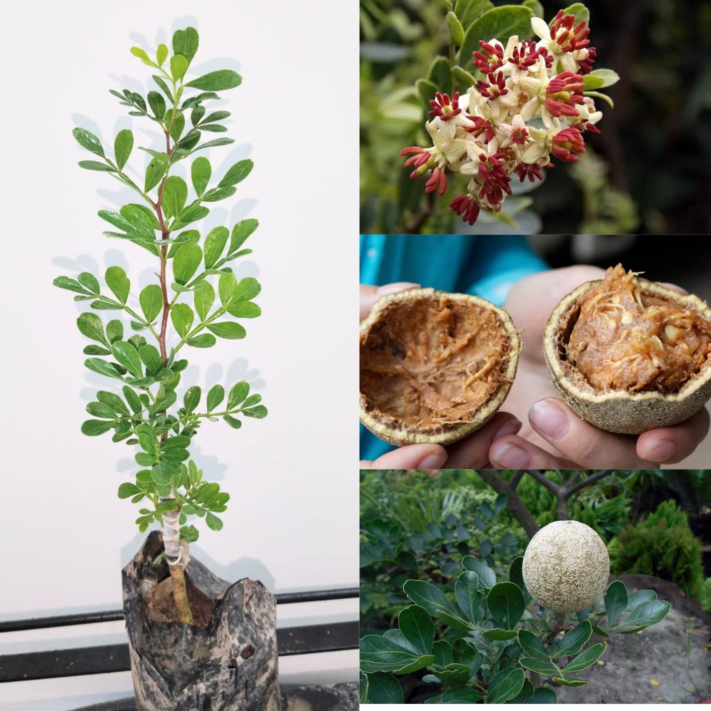 PlantExotic Wood Apple Live plant (GRAFTED)