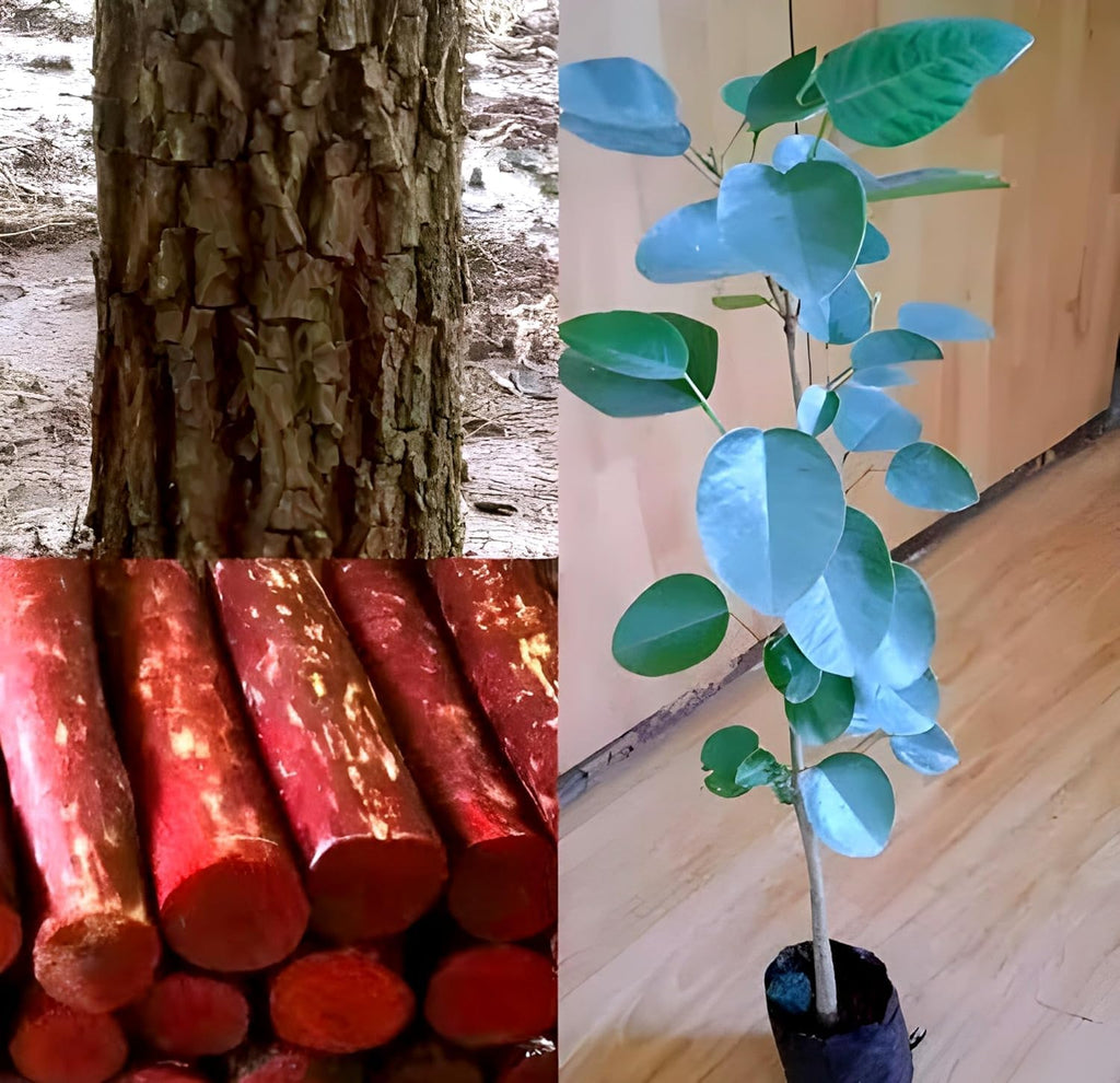 Red Sandalwood (Lal Chandan) Live Plant