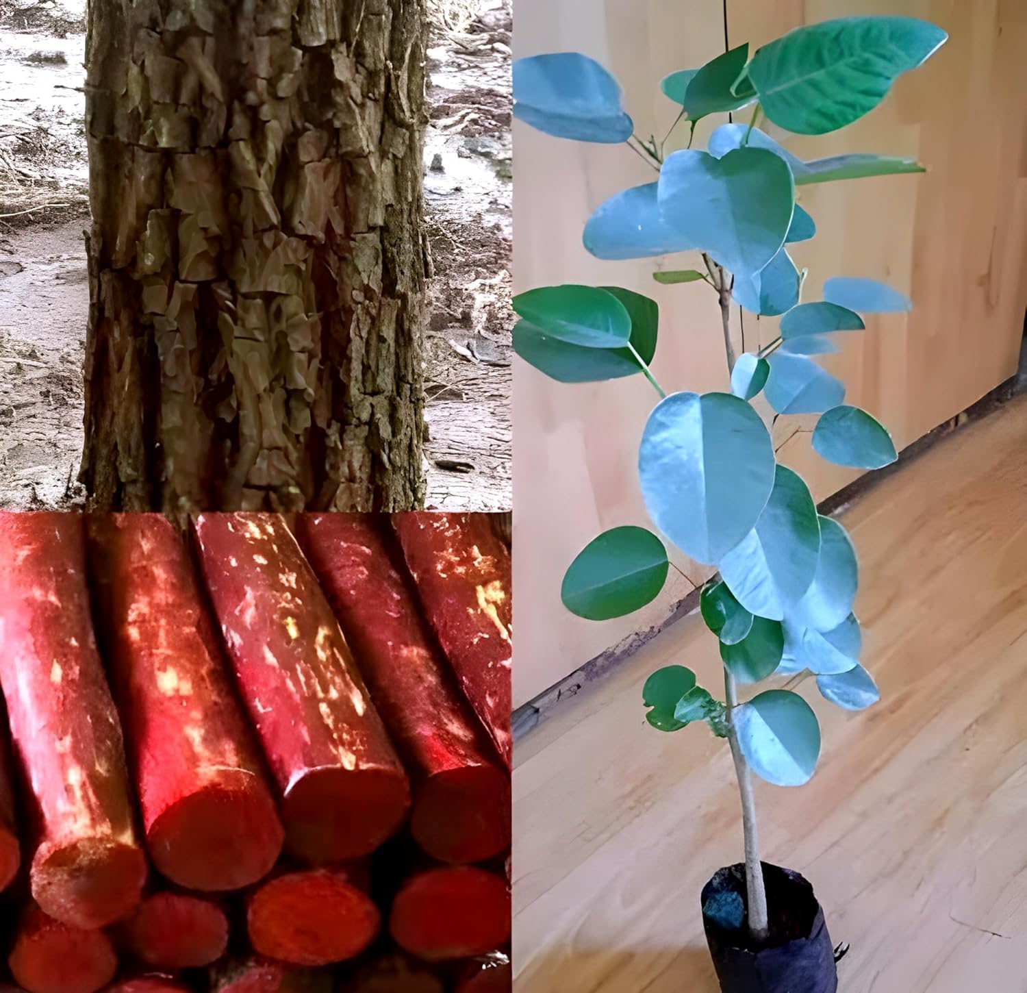 Red Sandalwood (Lal Chandan) Live Plant