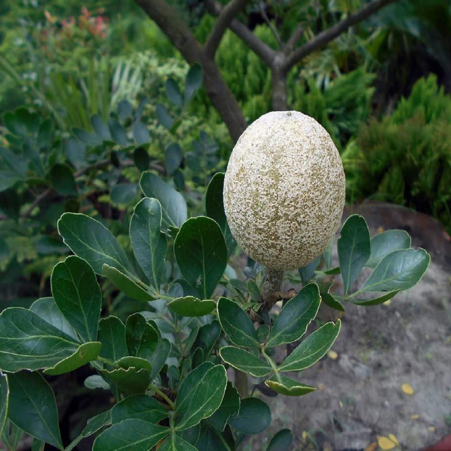 PlantExotic Wood Apple Live plant (GRAFTED)