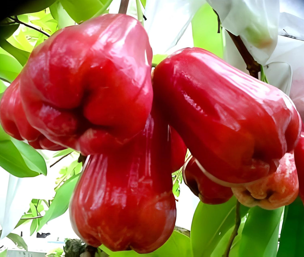 Red Java Water Apple Live  Plant (GRAFTED)