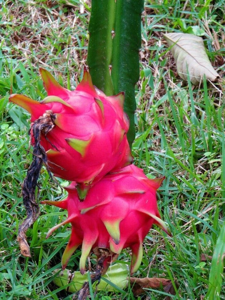 Red Flesh Dragon Fruit Plant