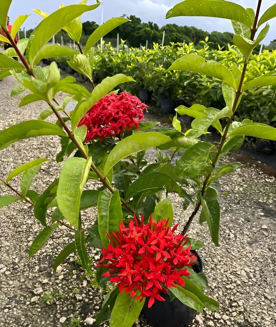 Ixora Red Chethi Plant