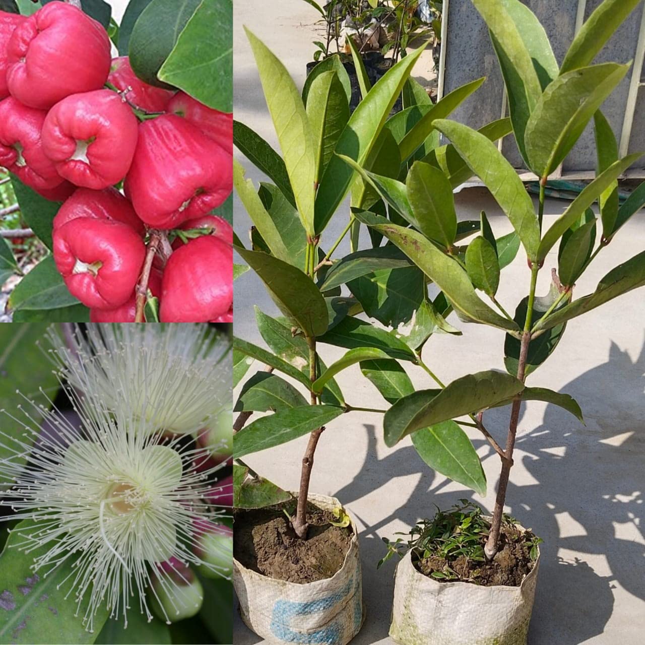 Red Java Water Apple Live  Plant (GRAFTED)