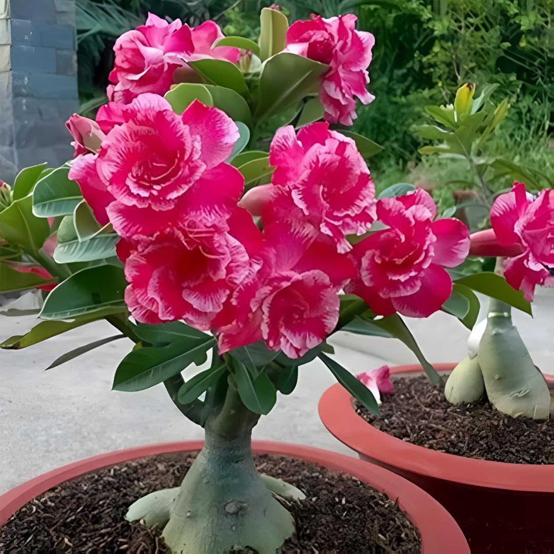 Adenium Live Plant Combo Pack of 4 | Desert Rose Grafted Flowering Plants