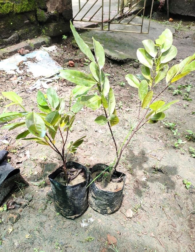 Red Sugar Apple (Sitafal) Live Plant