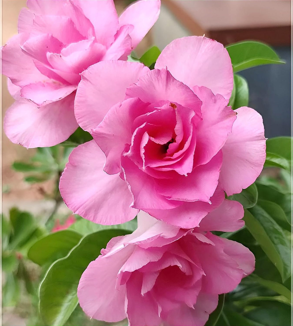 Desert Adenium Pink Bonsai Plant