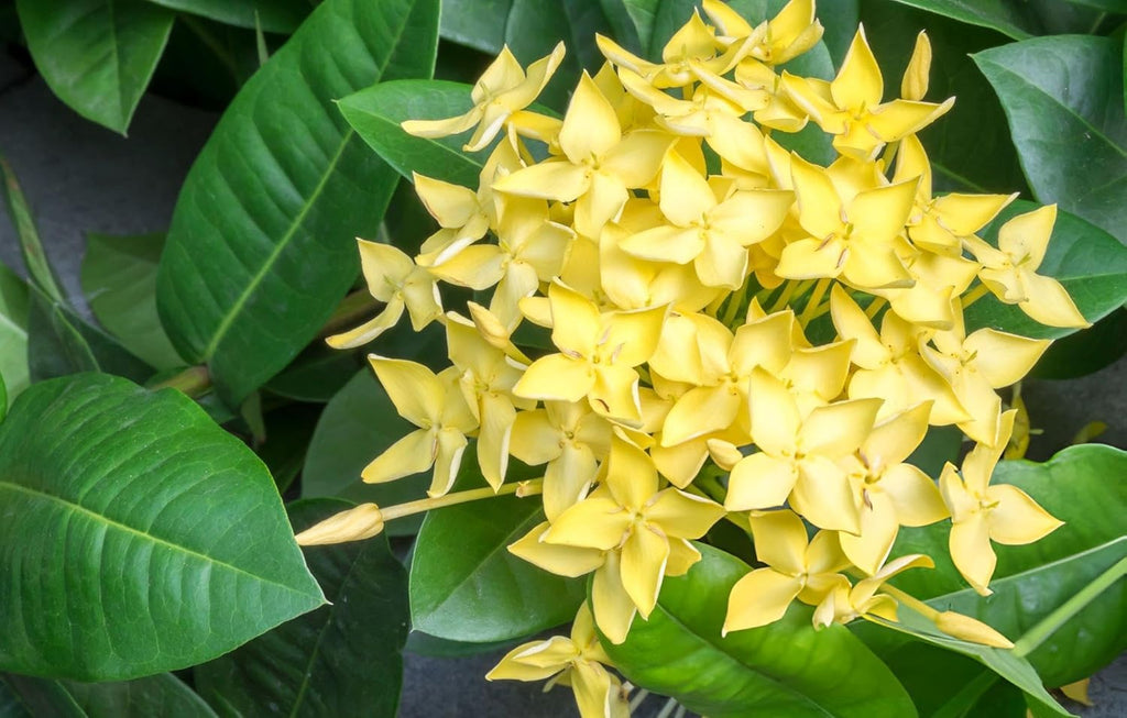Ixora (Rongona) Flower Plant