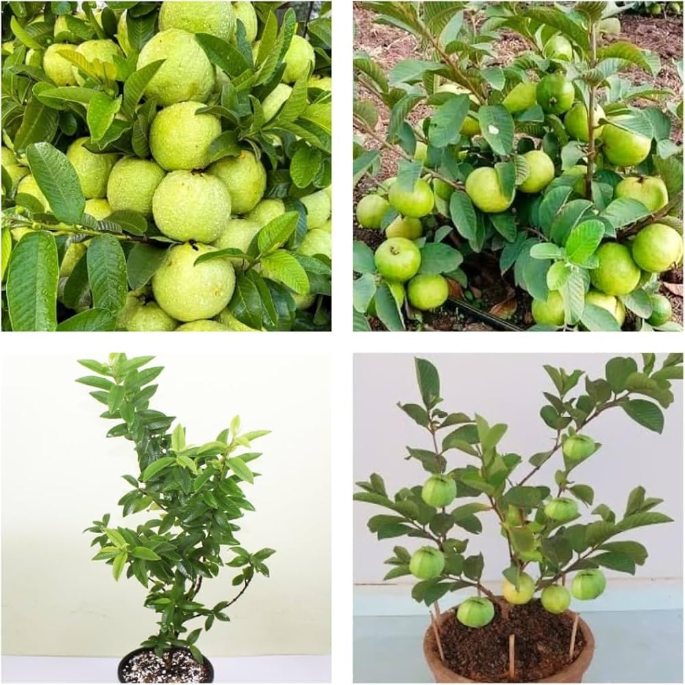 Banarasi Guava Grafted Plant | Premium Live Amrud Fruit Plant for Home Garden & Terrace Gardening | Fast Growing High Yield Guava Plant