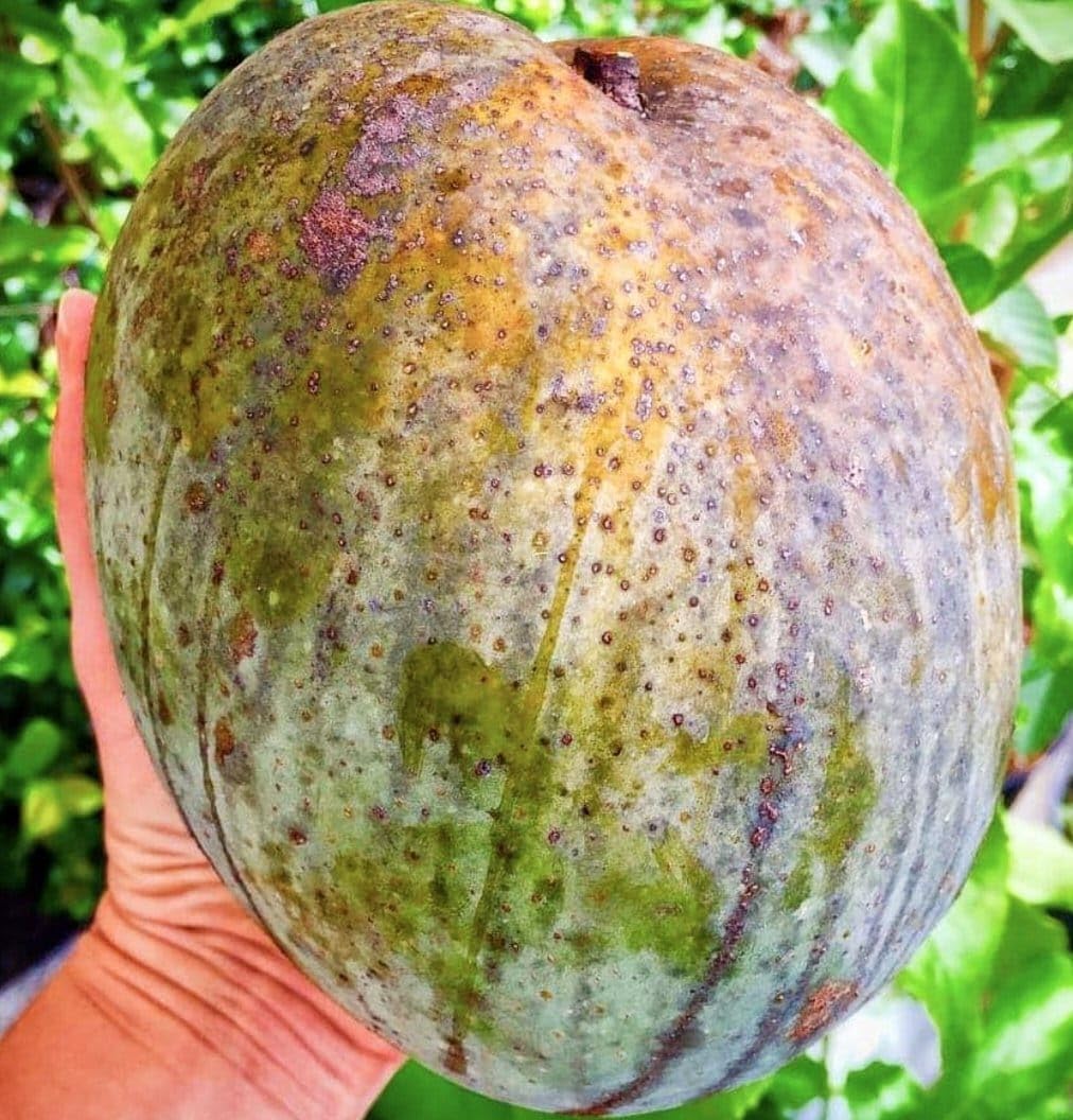 Noorjahan Mango Grafted Live Plant