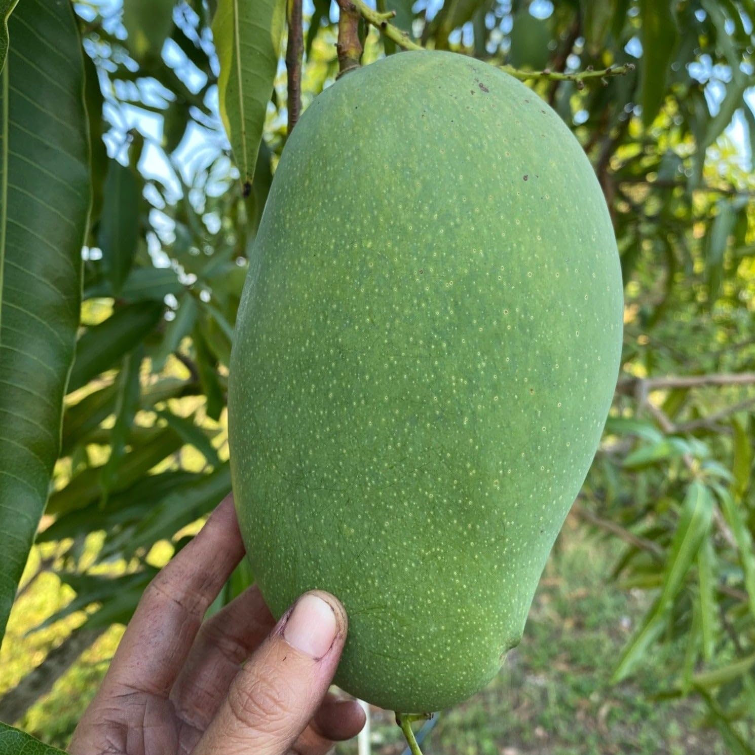 Mallika Mango Hybrid Live Plant | Banarasi (GRAFTED) Type