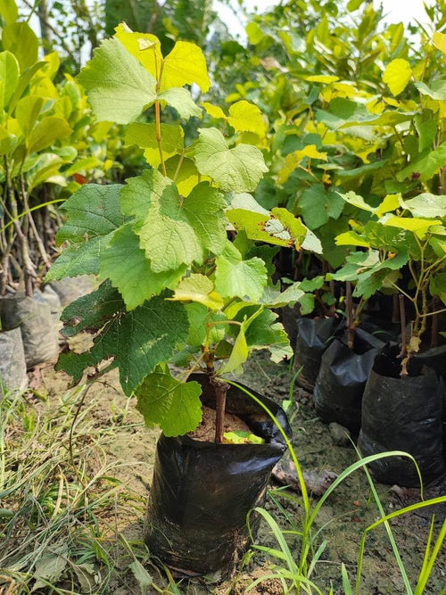 Black Seedless Grape (Angoor) Live Plant | Sweet Hybrid Air Layered Variety
