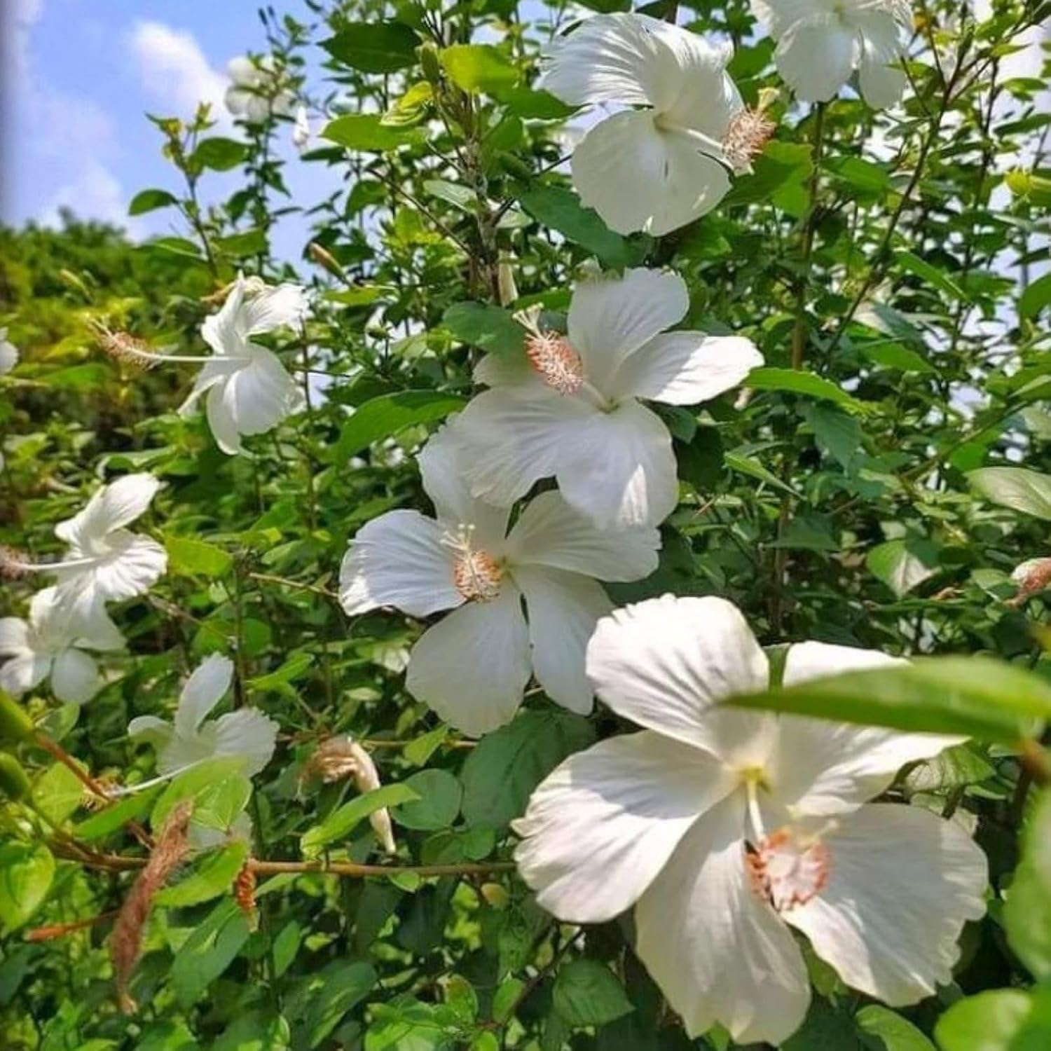 Hibiscus White (Gudhal)