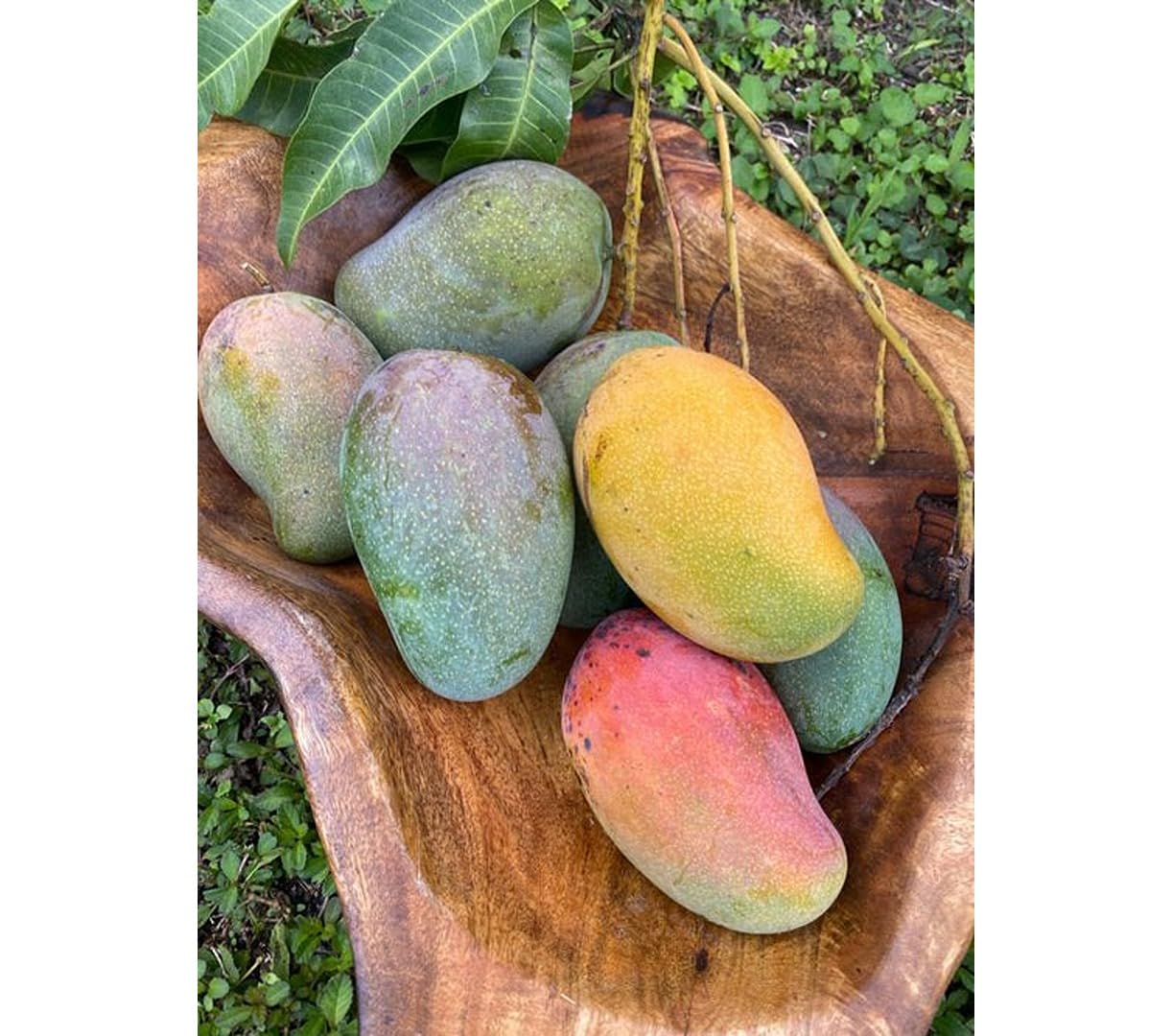 East Indian Mango Grafted Plant
