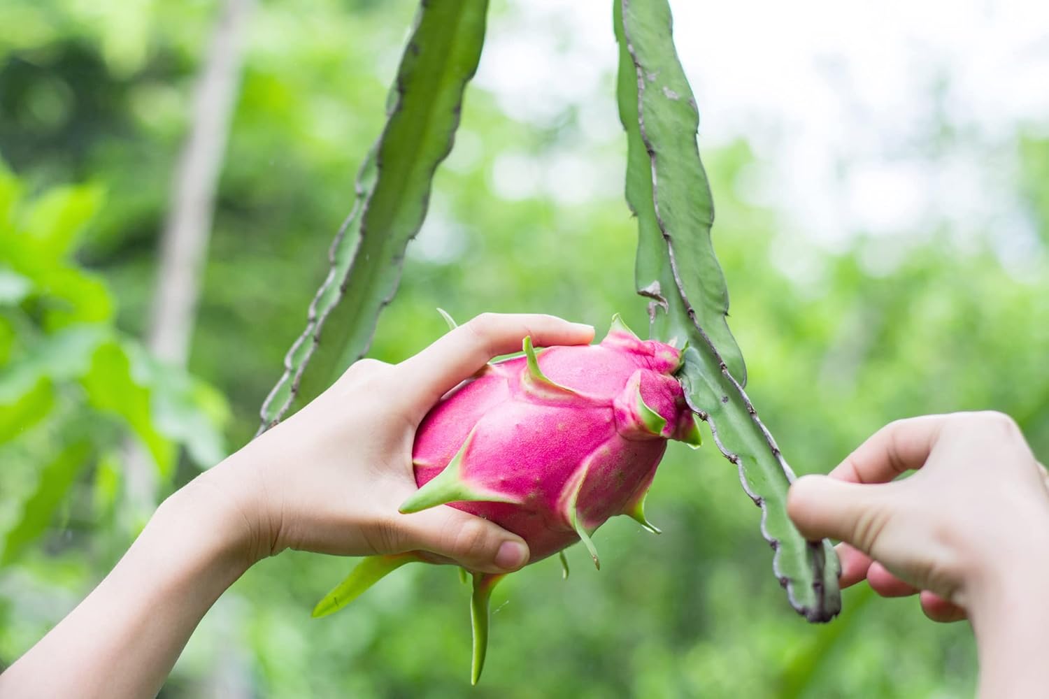Red Flesh Dragon Fruit Plant