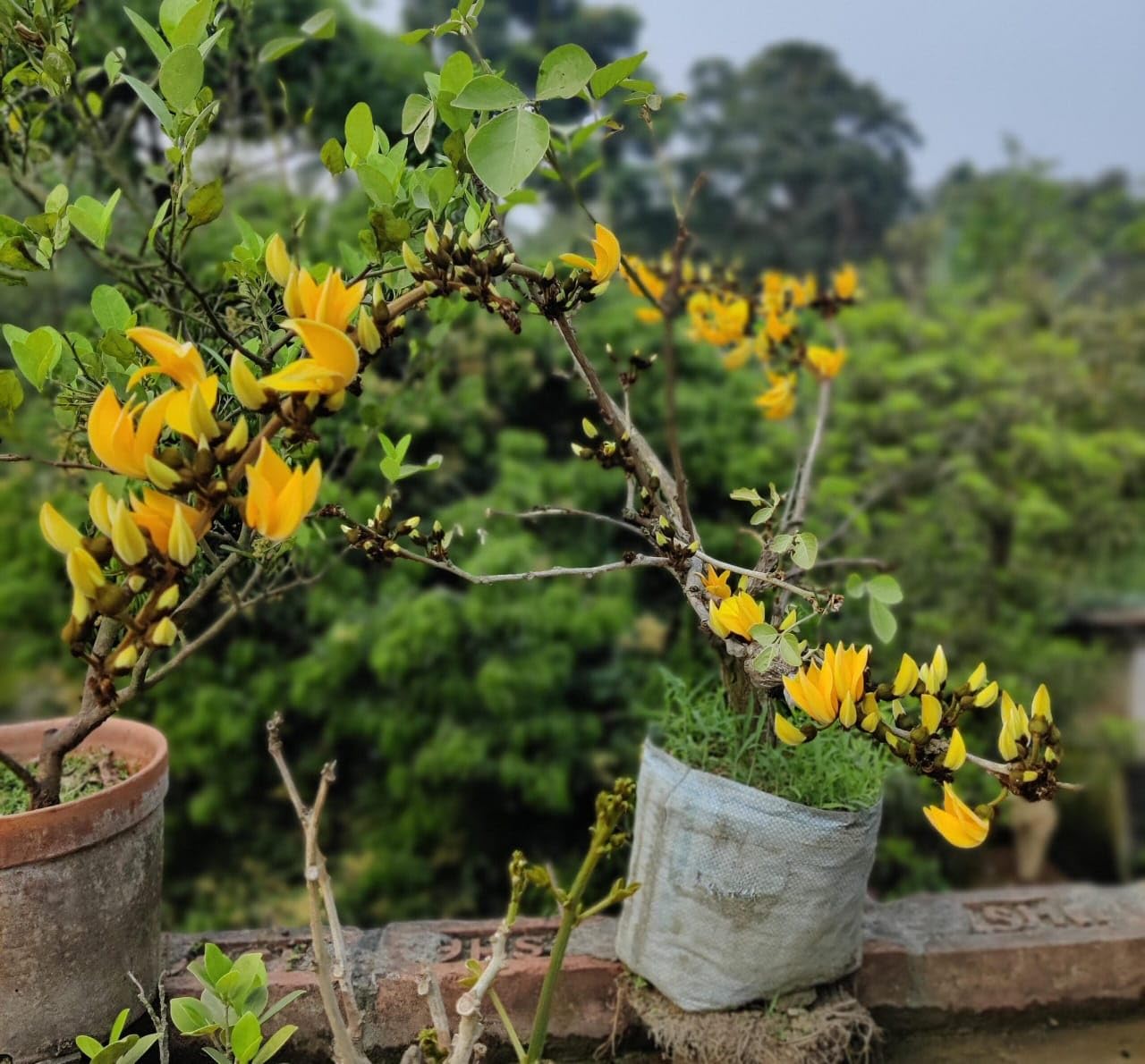 PlantExotic Rare All Time Dwarf Yellow Palash/Butea Very Rare Flowering Tree Plant[Butea Monosperma Ornamental/Medicinal Live Plant [Healthy Plant For Home & Garden],(Pack Of 2