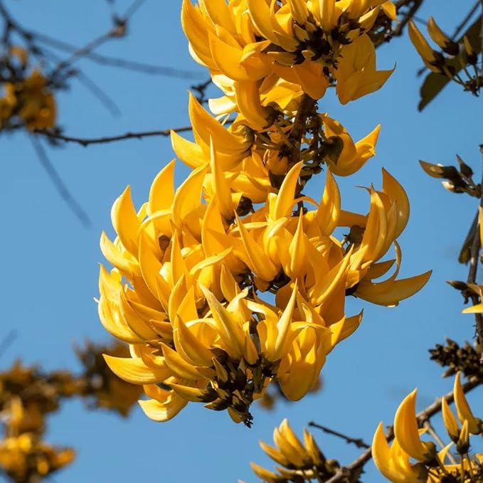 PlantExotic Rare All Time Dwarf Yellow Palash/Butea Very Rare Flowering Tree Plant[Butea Monosperma Ornamental/Medicinal Live Plant [Healthy Plant For Home & Garden],(Pack Of 2