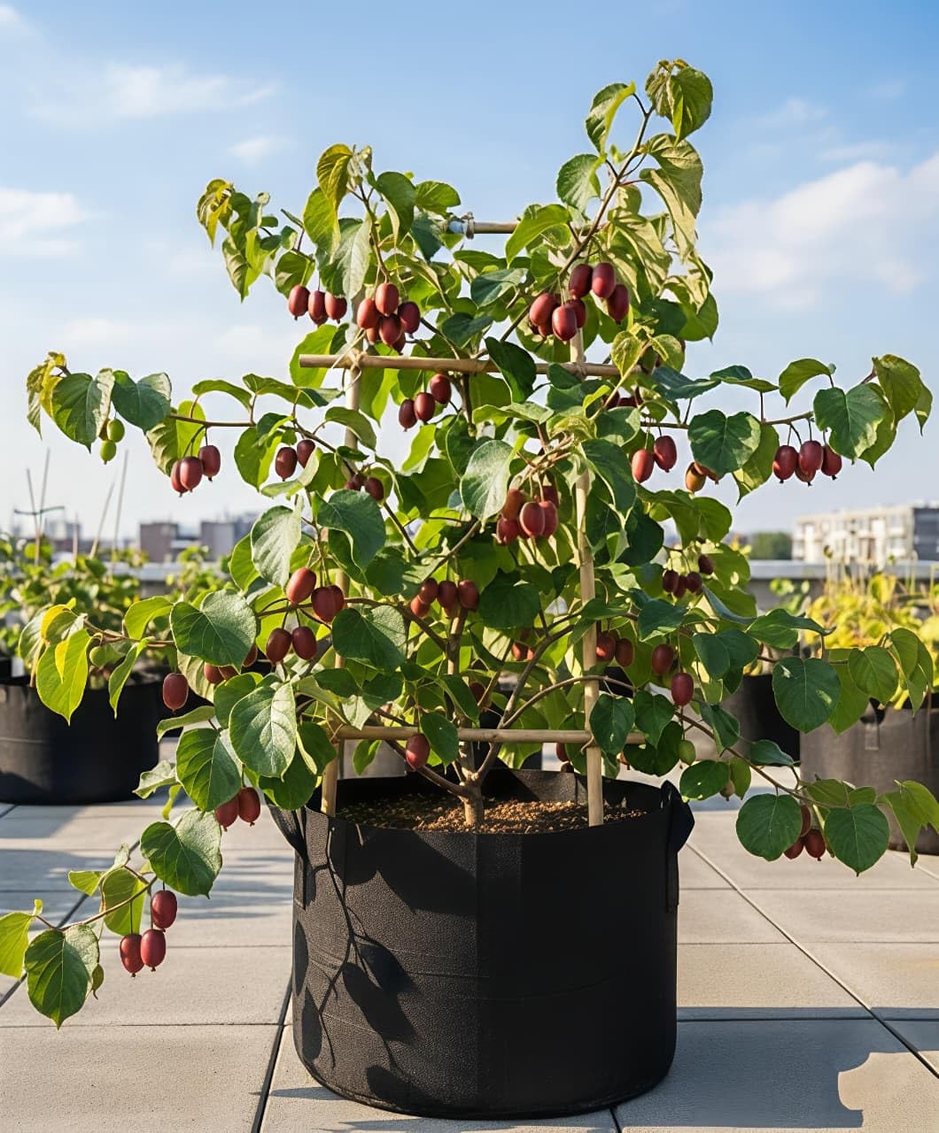 Red Kiwi Fruit Live Plant