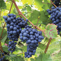 PlantExotic Sweet Jubilee Grape Plant