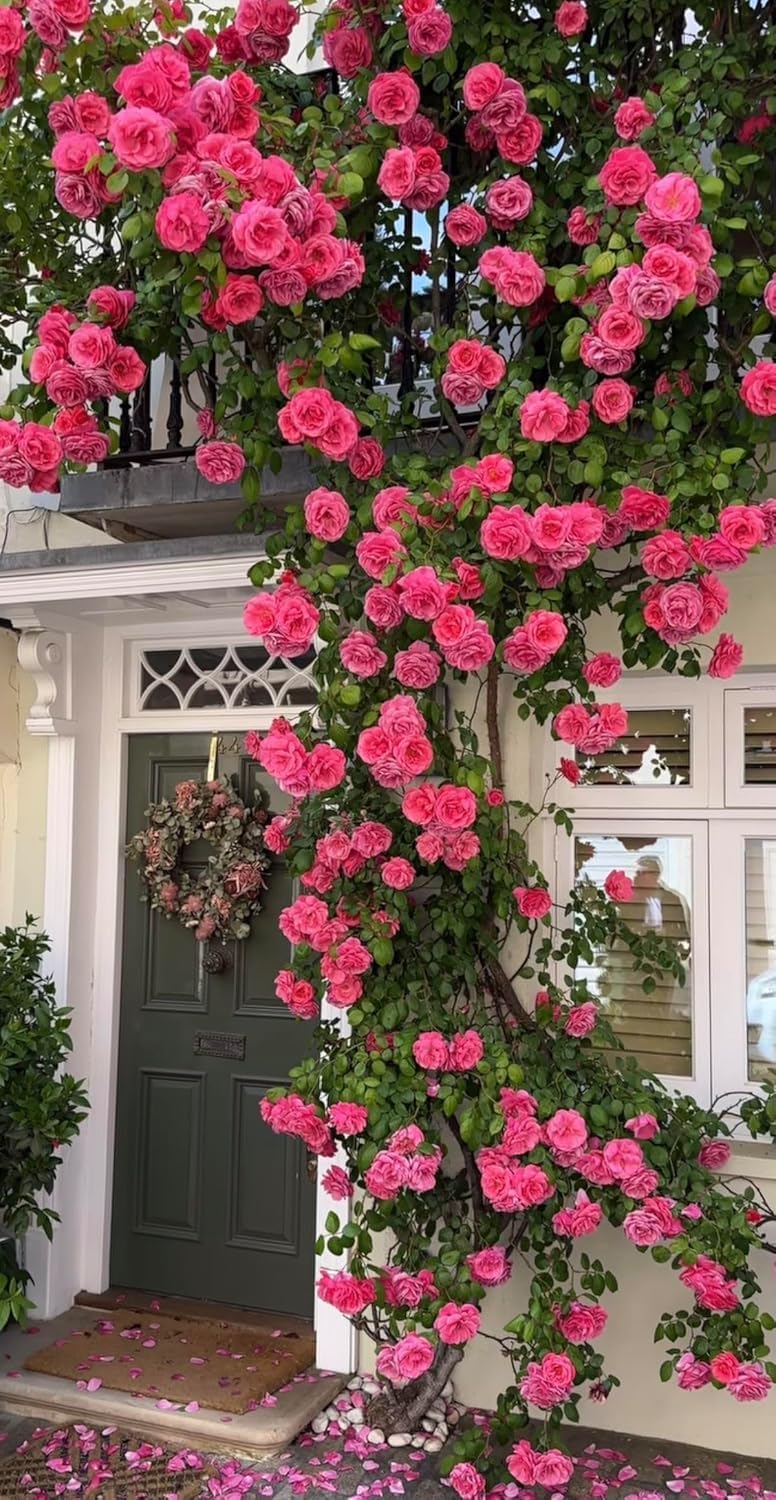 Climbing Rose Red