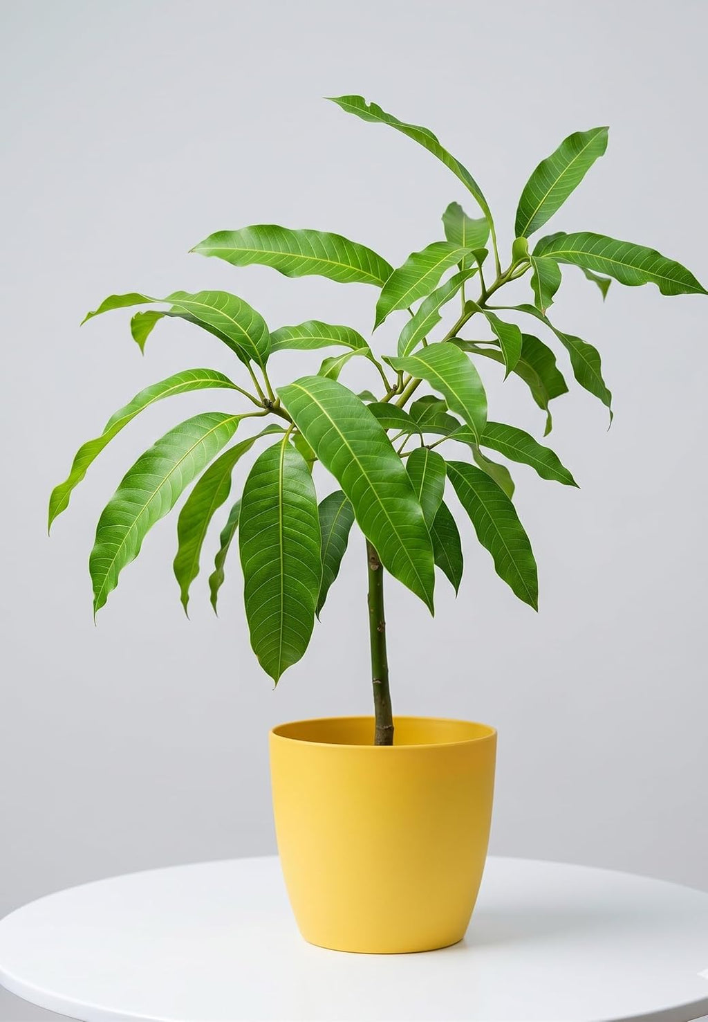 Himsagar Mango Grafted Plant