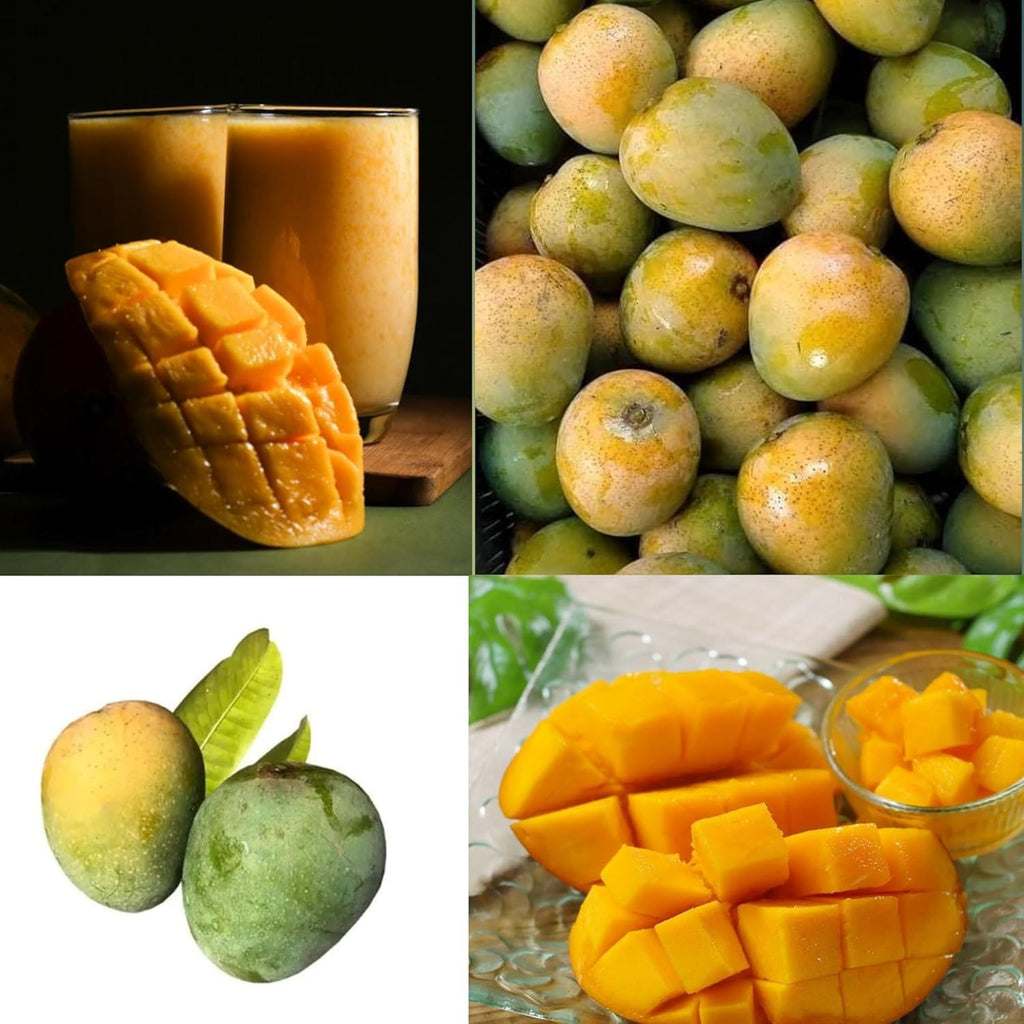 Himsagar Mango Grafted Plant
