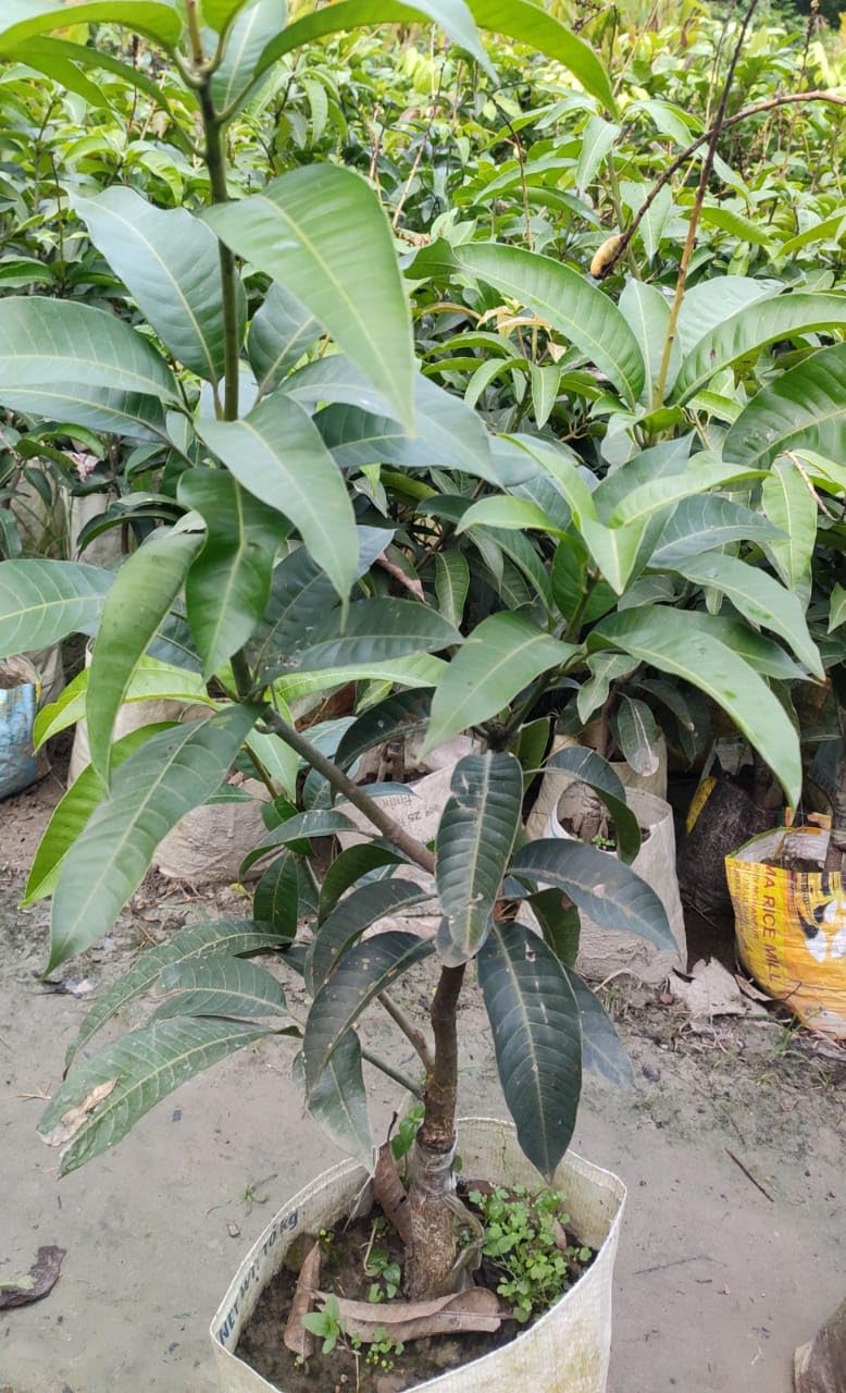 Thai Chiang Mai Mango (Grafted) Live Plant