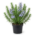 Rosemary Herbal Live Plant (Potted)