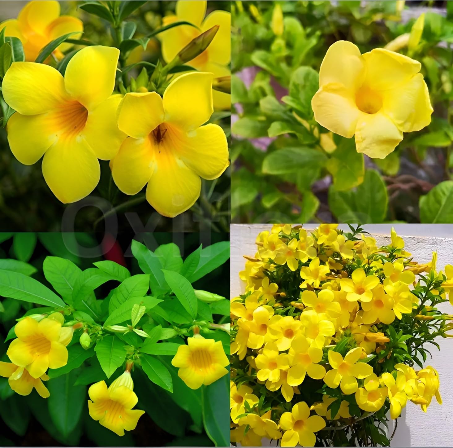 Allamanda Yellow (Golden Trumpet) Live Flowering Plant | Round The Year Bloomer