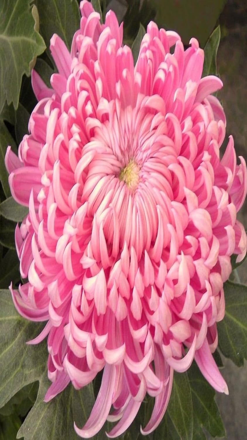Snowball Chrysanthemum Pink (Hybrid)