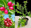 Thai Sweet Karonda Seedless Live Plant | Early Fruiting Carissa Carandas | Rare Exotic Fruit Plant for Home Garden