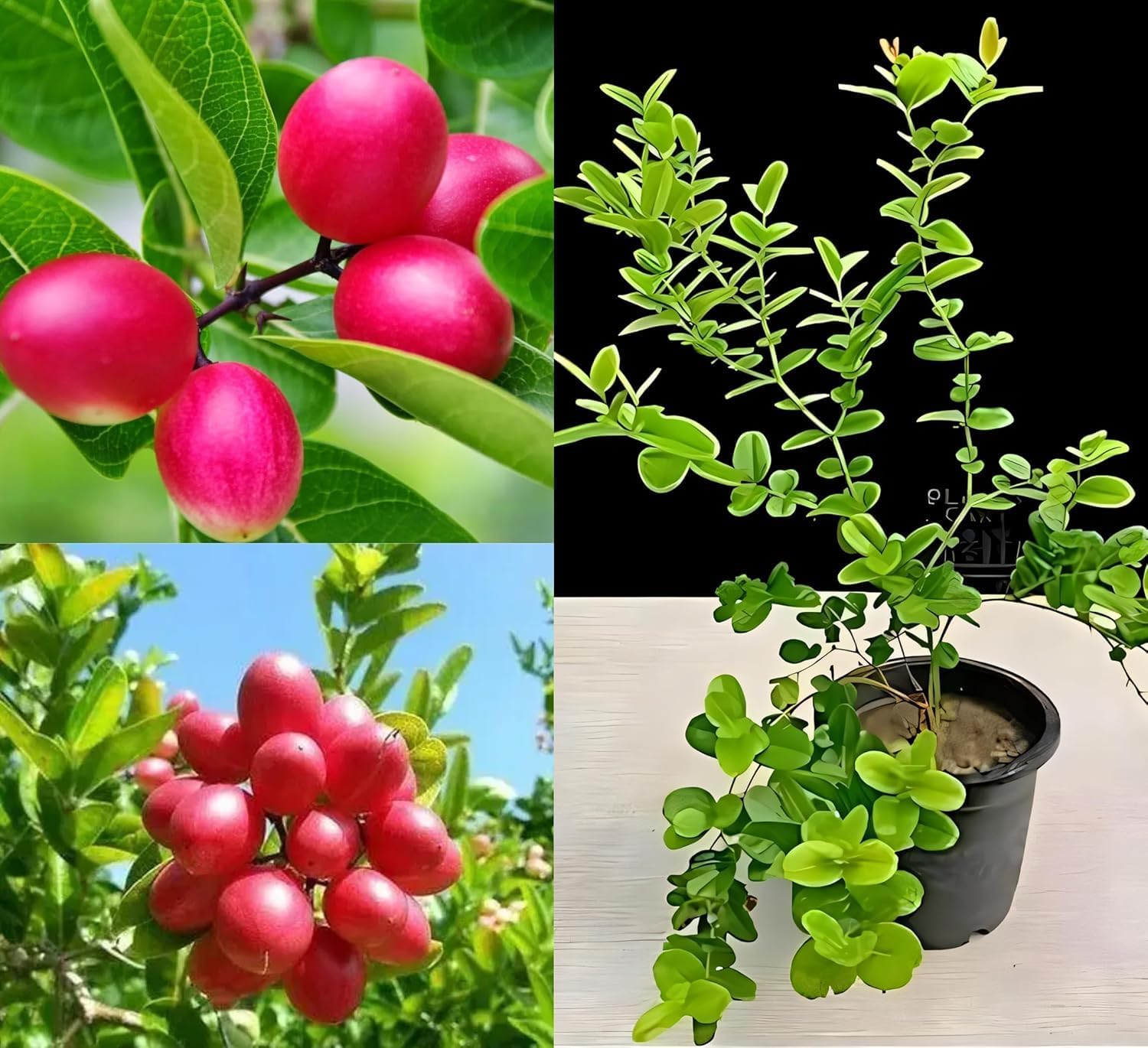Thai Sweet Karonda Seedless Live Plant | Early Fruiting Carissa Carandas | Rare Exotic Fruit Plant for Home Garden