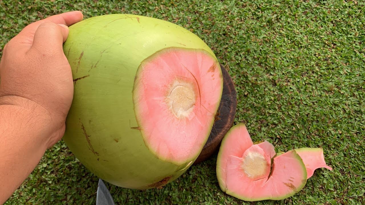 Pink Coconut Dwarf Hybrid Live Plant