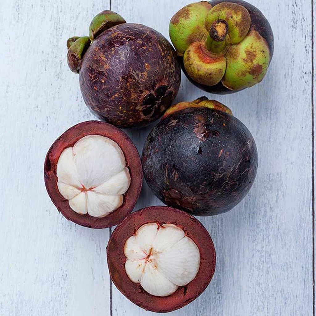Mangosteen Live Plant (Purple Tropical Fruit)