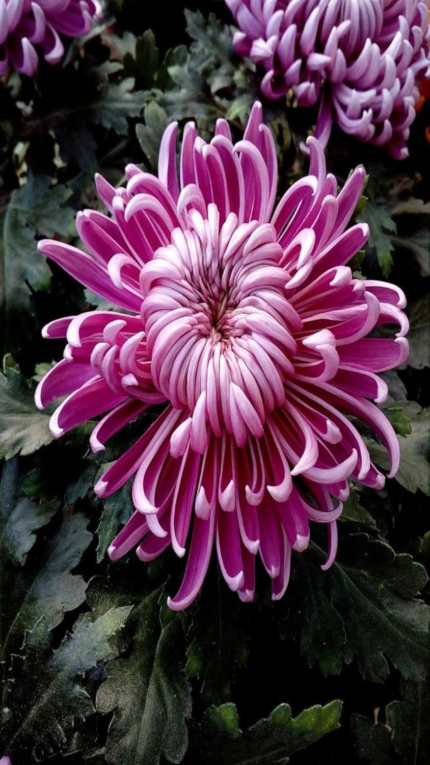 Snowball Chrysanthemum Pink (Hybrid)